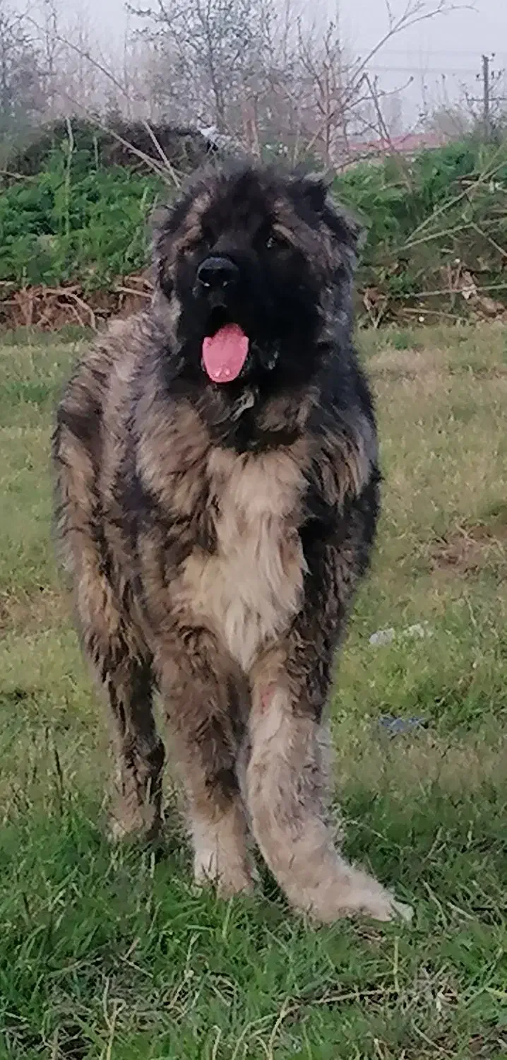 واگذاری حیوان خانگی|سگ|لنگرود, |دیوار