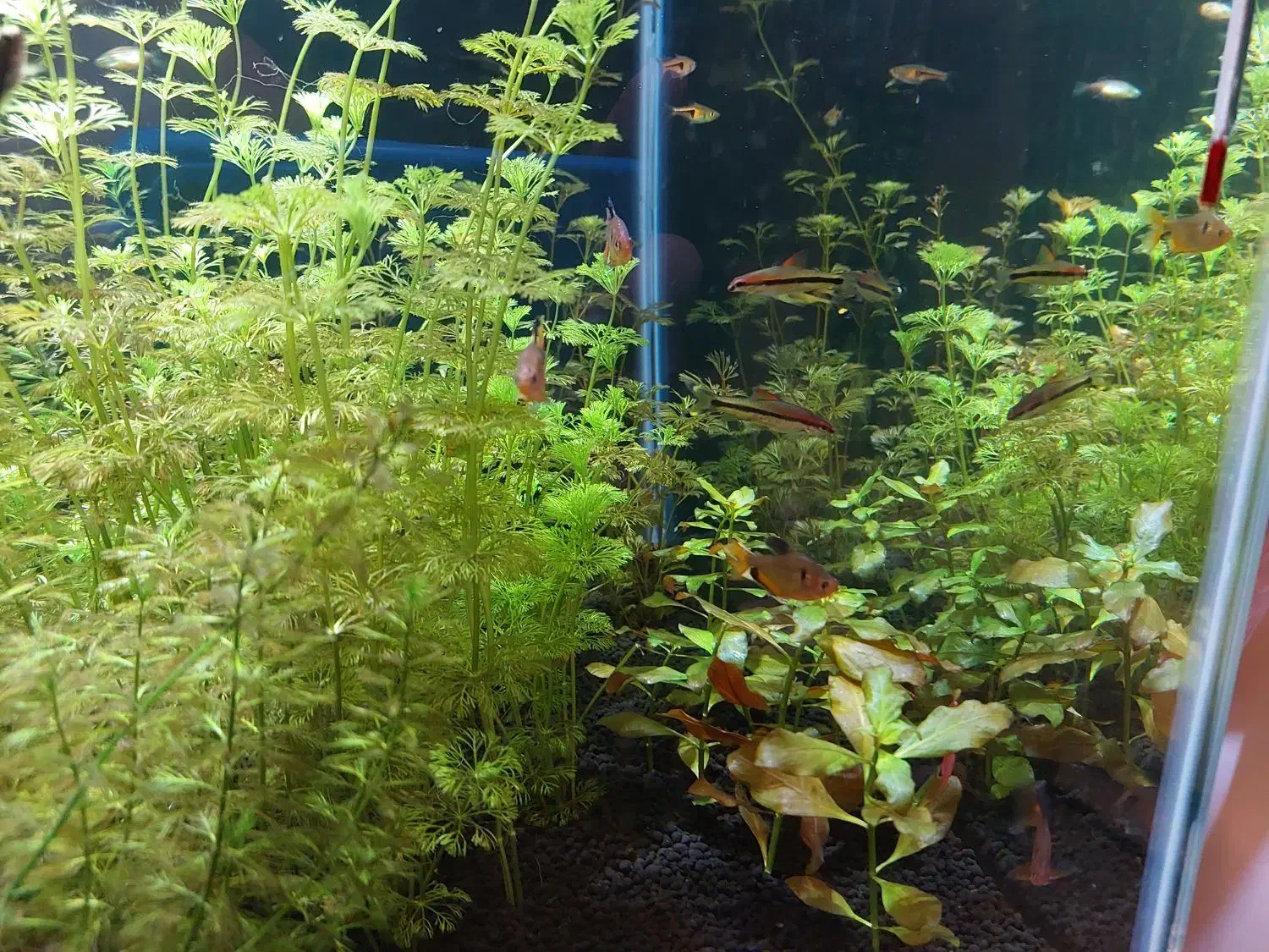 فروش آکواریوم پلنت کامل و حرفه ای|ماهی|تبریز, |دیوار