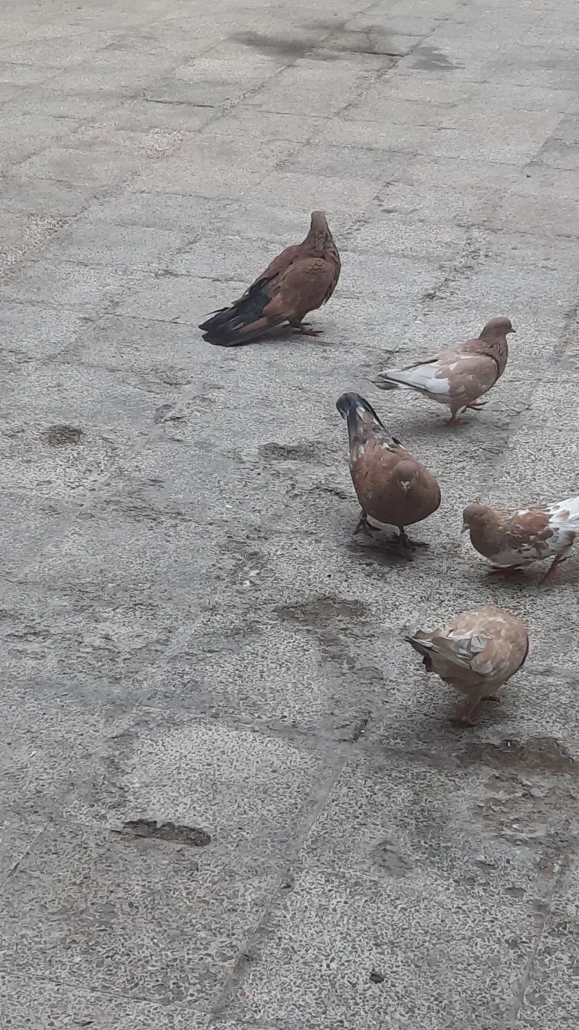 شتری|پرنده|امیدیه, |دیوار