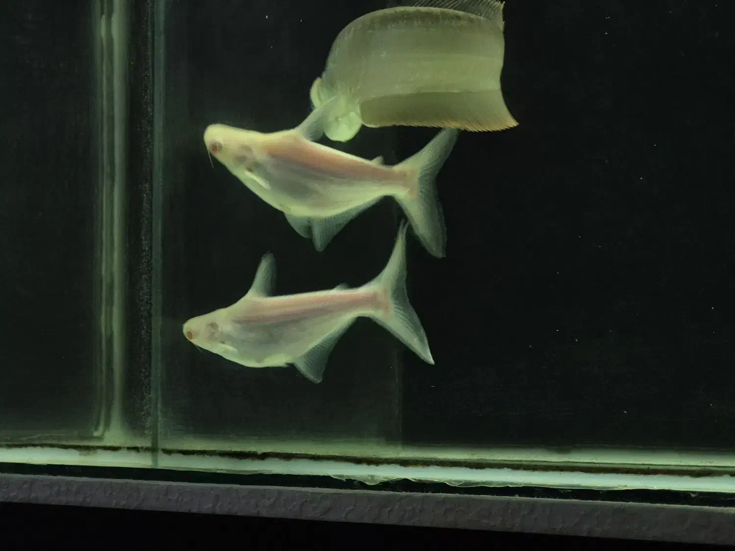 پنگوسی آلبینو|ماهی|بجنورد, |دیوار