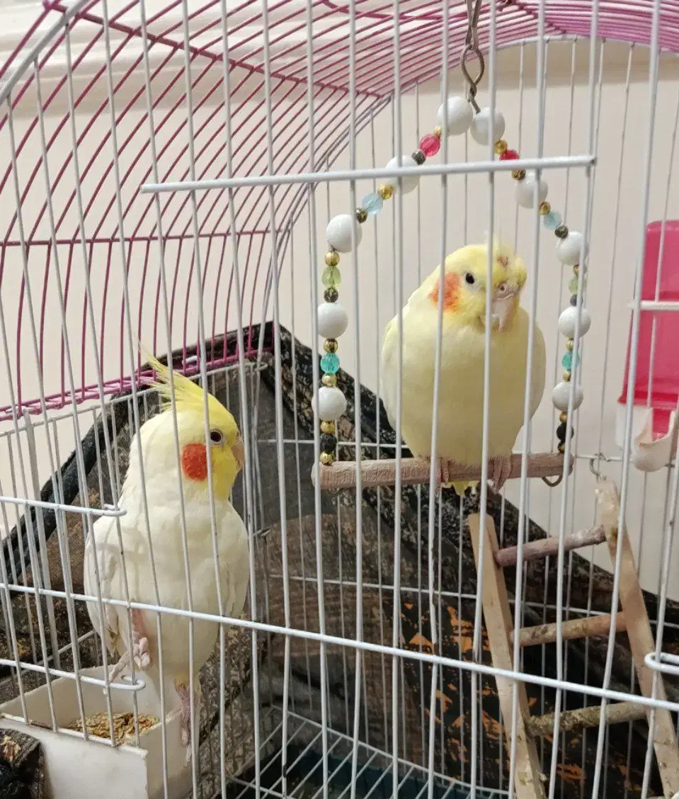 عروس هلندی|پرنده|تهران, تهرانپارس شرقی|دیوار