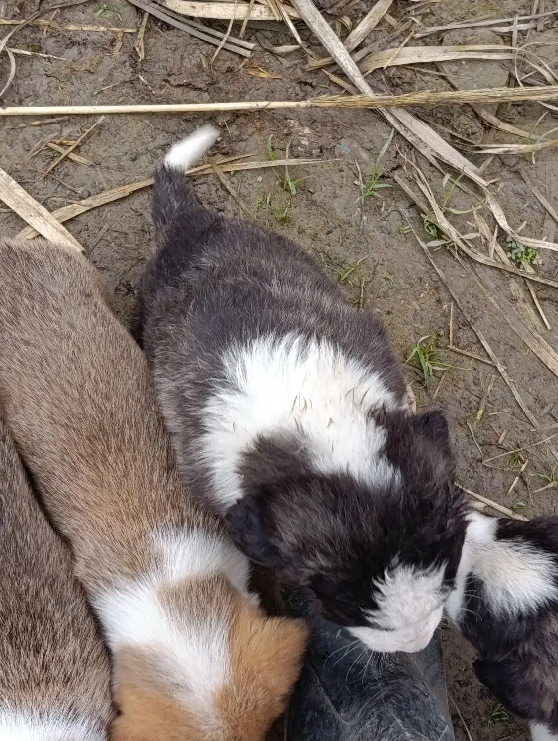 توله سگ|سگ|مینودشت, |دیوار