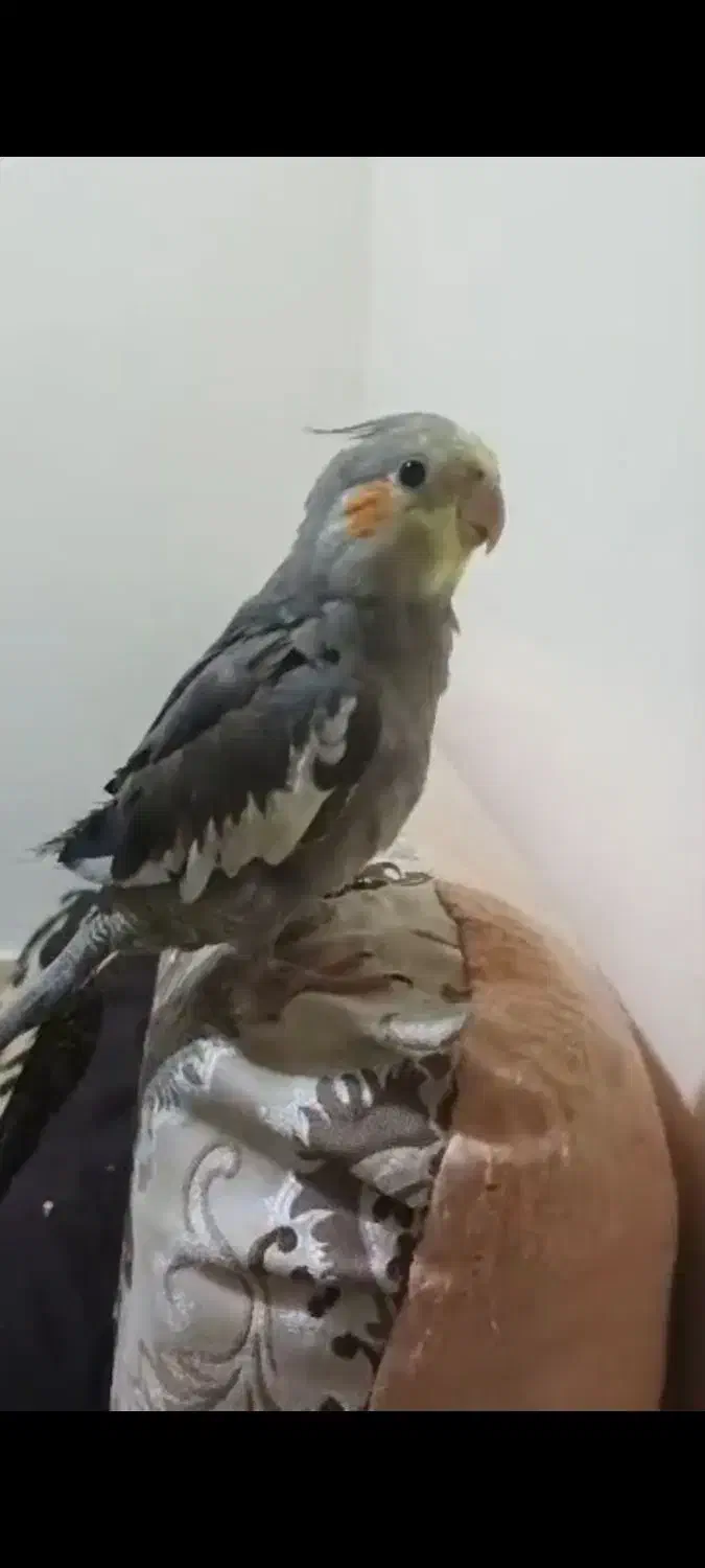 یاسین|حیوانات|بندر امام خمینی, |دیوار