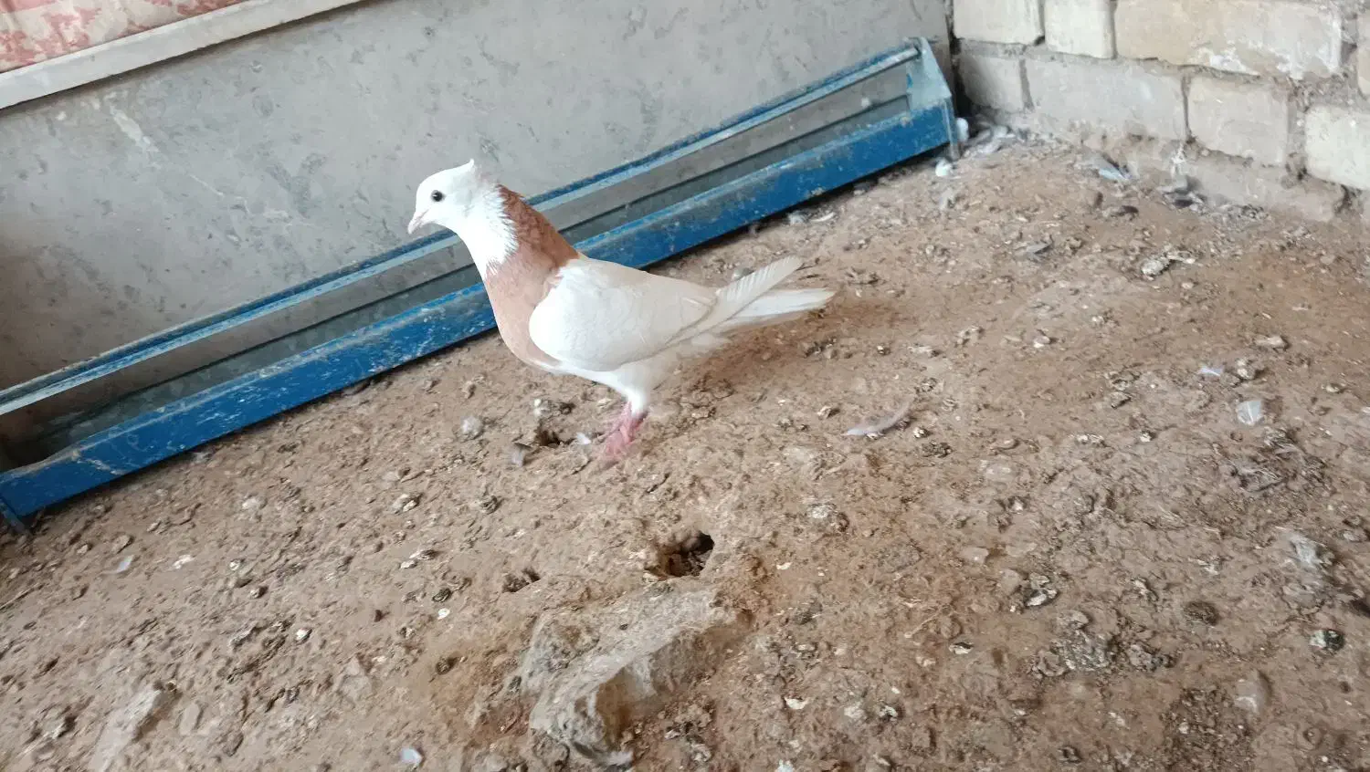 طوقی|پرنده|کرخه, |دیوار