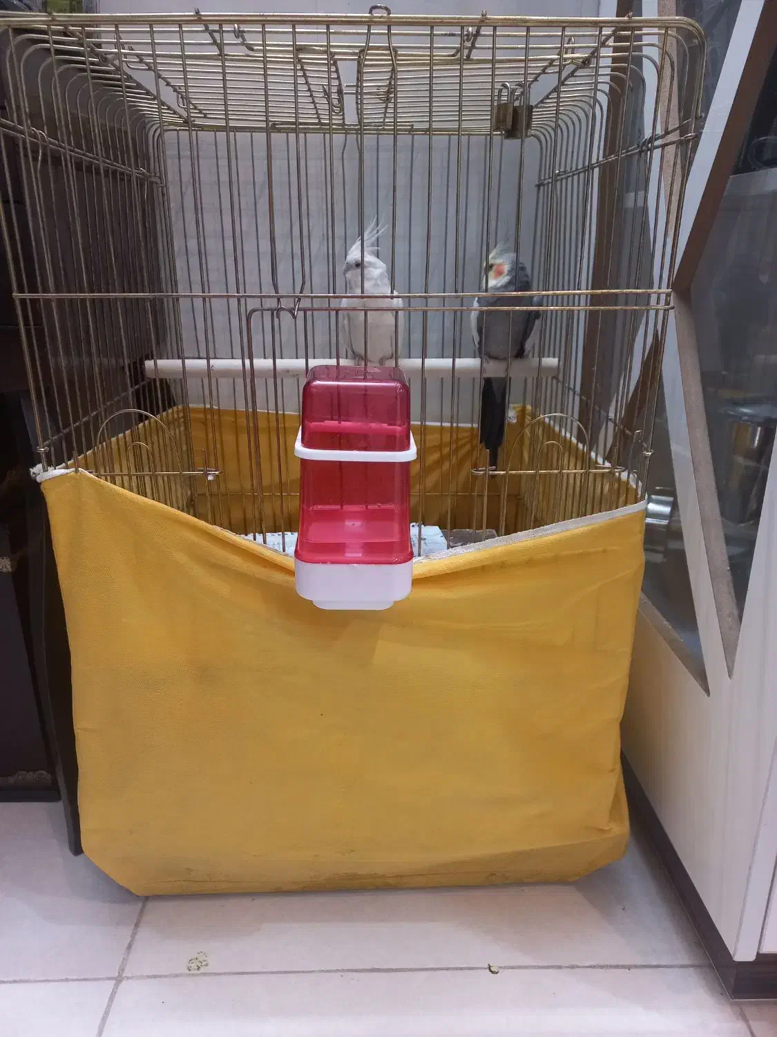 عروس نر و ماده دستی|پرنده|قم, عمار یاسر|دیوار