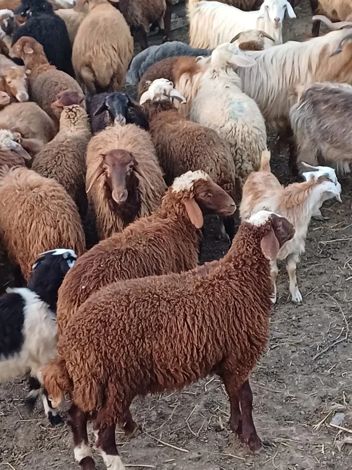 فروش بره پرواری|حیوانات مزرعه|کیاسر, |دیوار