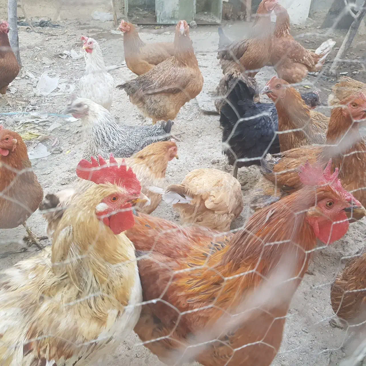 تعدادی مرغ رسمی تخم گذار|حیوانات مزرعه|کهریزک, |دیوار