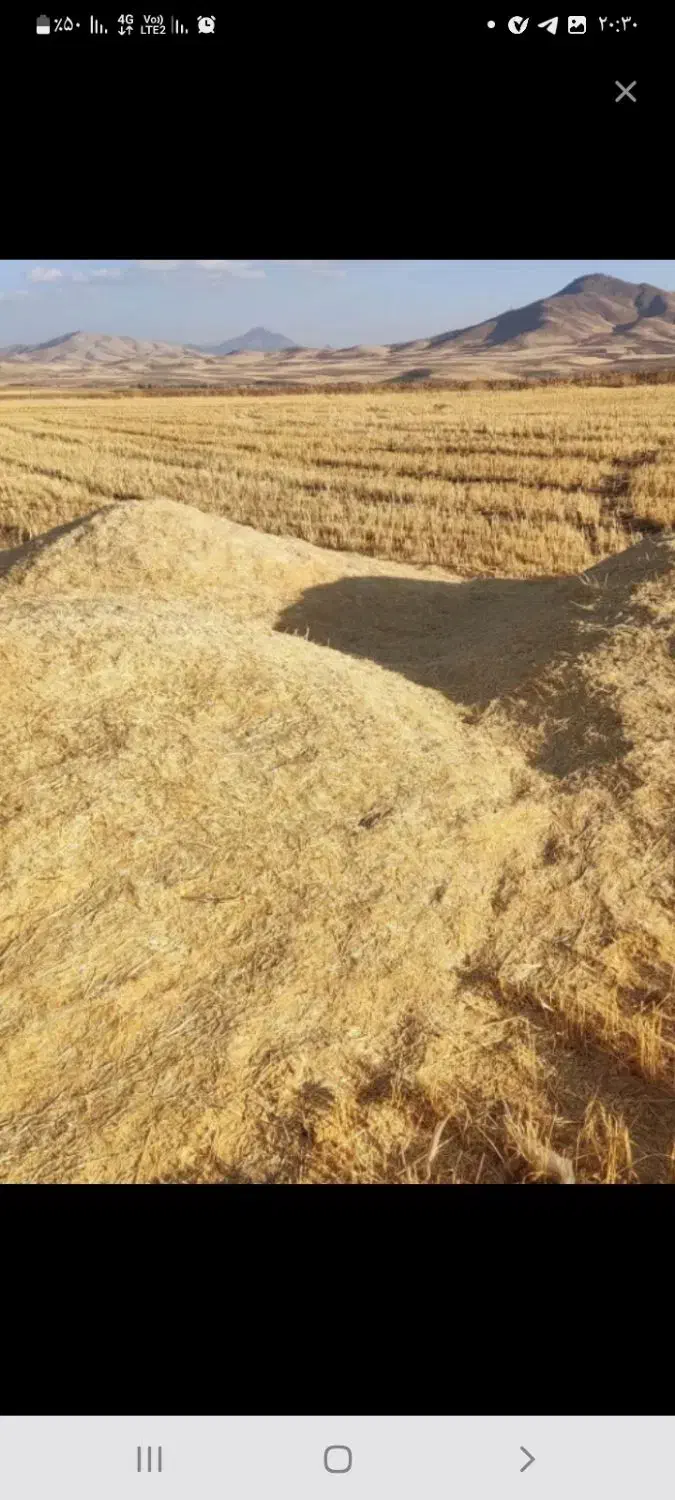 فروش کاه گندم|خدمات باغبانی و درختکاری|دلبران, |دیوار