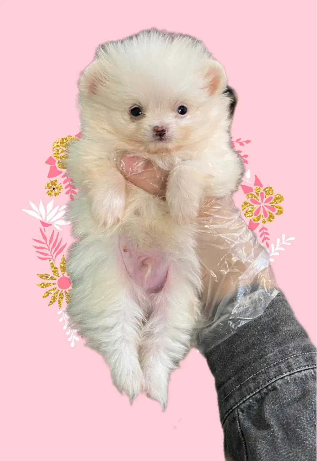 پامرانین عروسکی فقط ۱۲|سگ|کرج, گوهردشت|دیوار