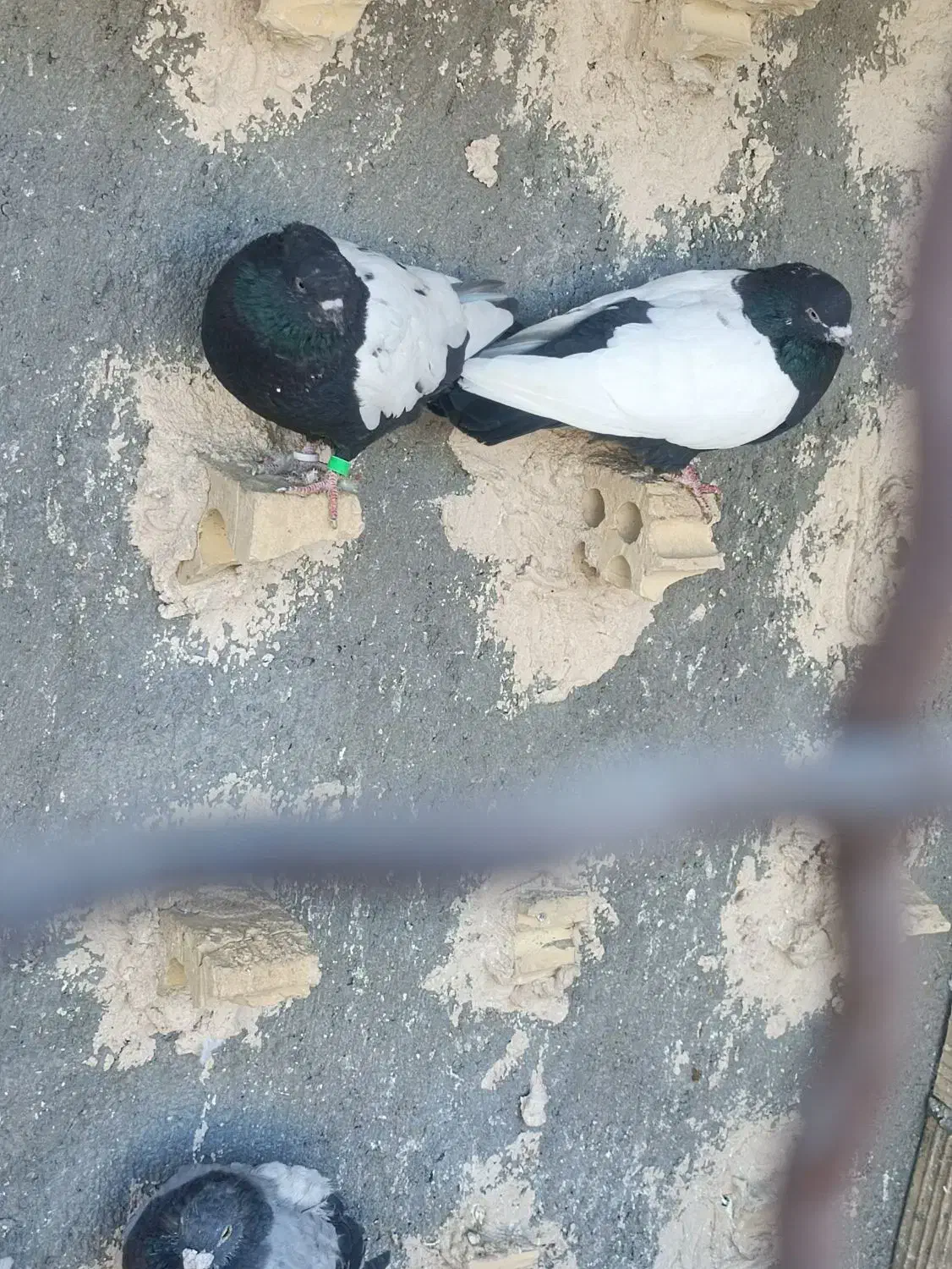 کفتر صید|پرنده|مشهد, همت آباد|دیوار