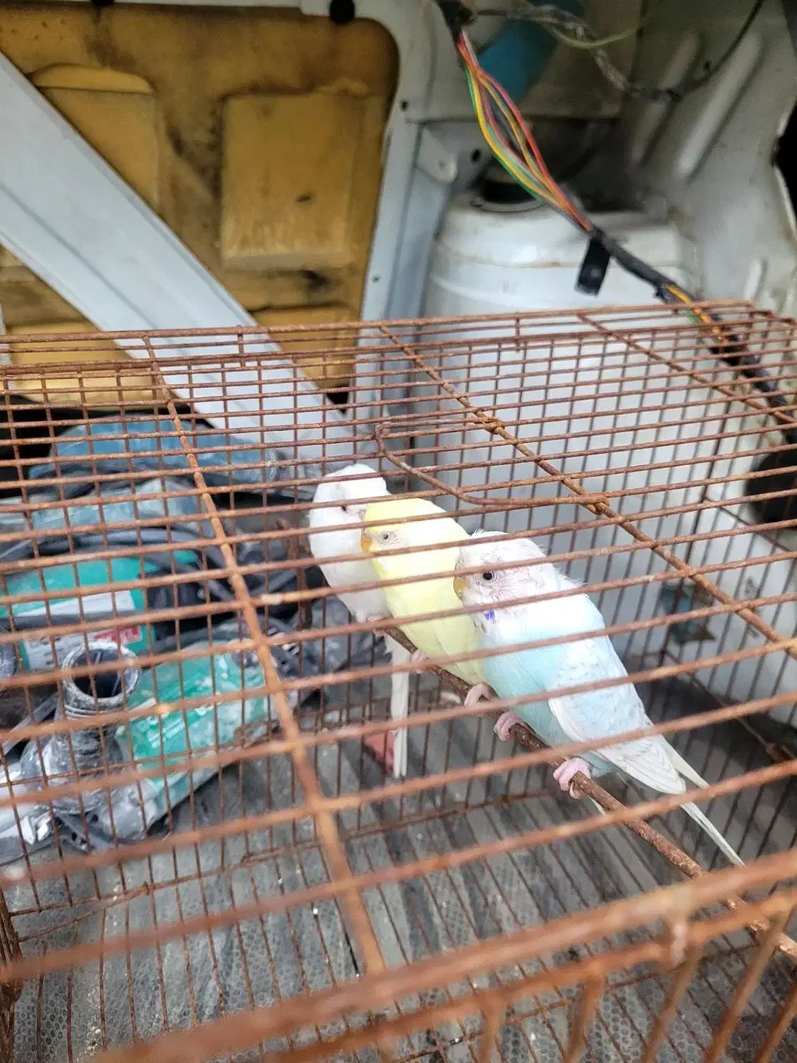 دوعدد مرغ عشق ماده جابجا با ۵تا کبوتر معمولی|پرنده|بابل, |دیوار