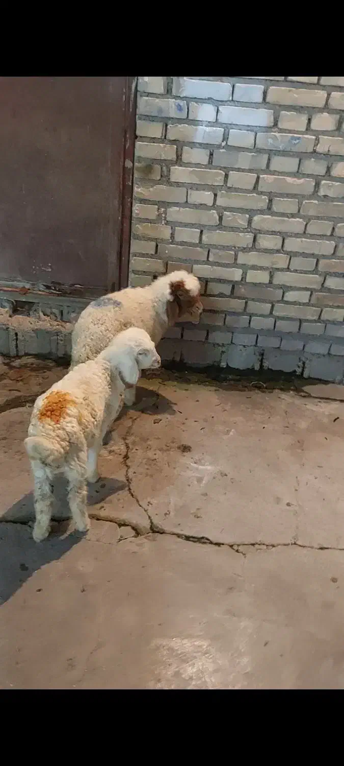 بره|حیوانات مزرعه|دزفول, |دیوار