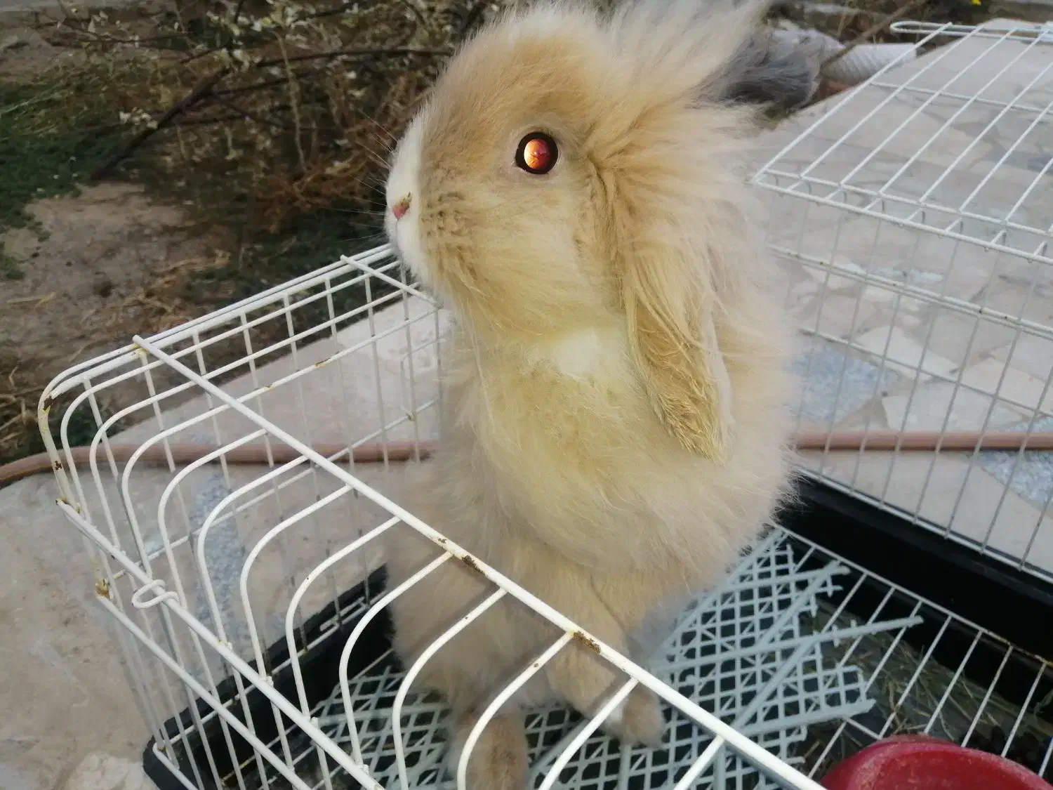 خرگوش لوپ ماده|موش و خرگوش|گلبهار, شهر جدید گلبهار|دیوار