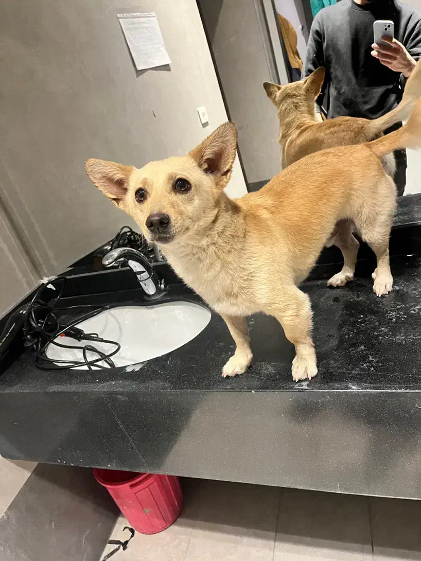 واگذاری سگ پامر اشپیتز|سگ|تهران, دارآباد|دیوار