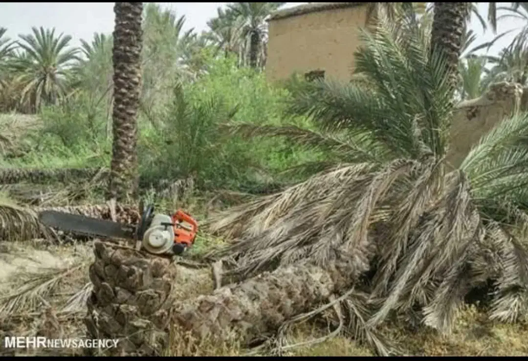 قطع و برش رایگان نخل|خدمات باغبانی و درختکاری|کازرون, |دیوار