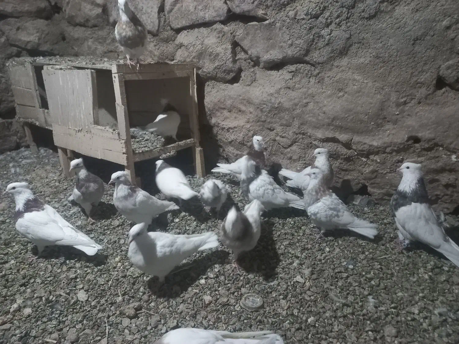 کبوتر طوقی|پرنده|بیستون, |دیوار