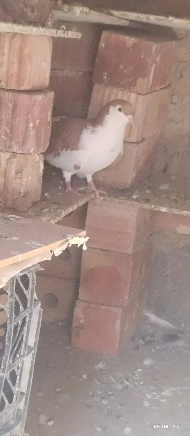 معاوضه|پرنده|بمپور, |دیوار