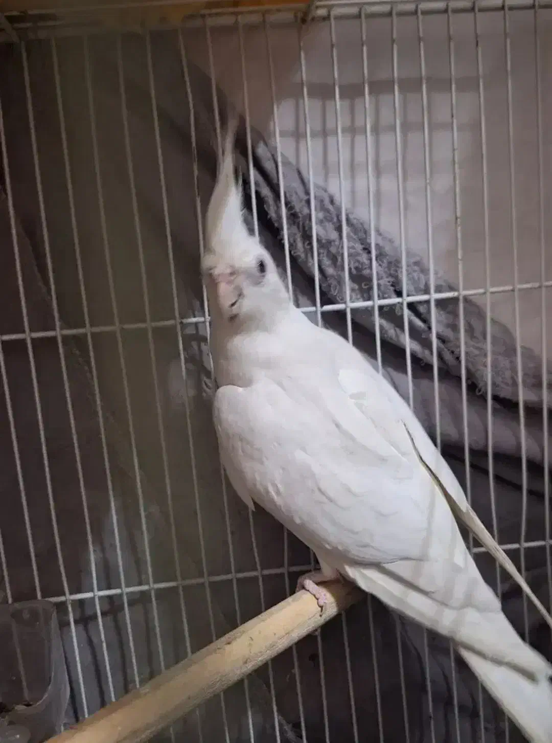 عروس هلندی نر|پرنده|سراوان, |دیوار