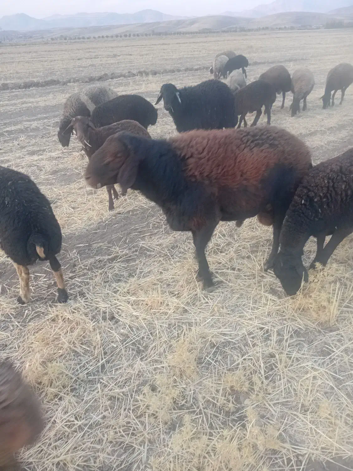 قوچ افشاری|حیوانات مزرعه|بیلوار, |دیوار