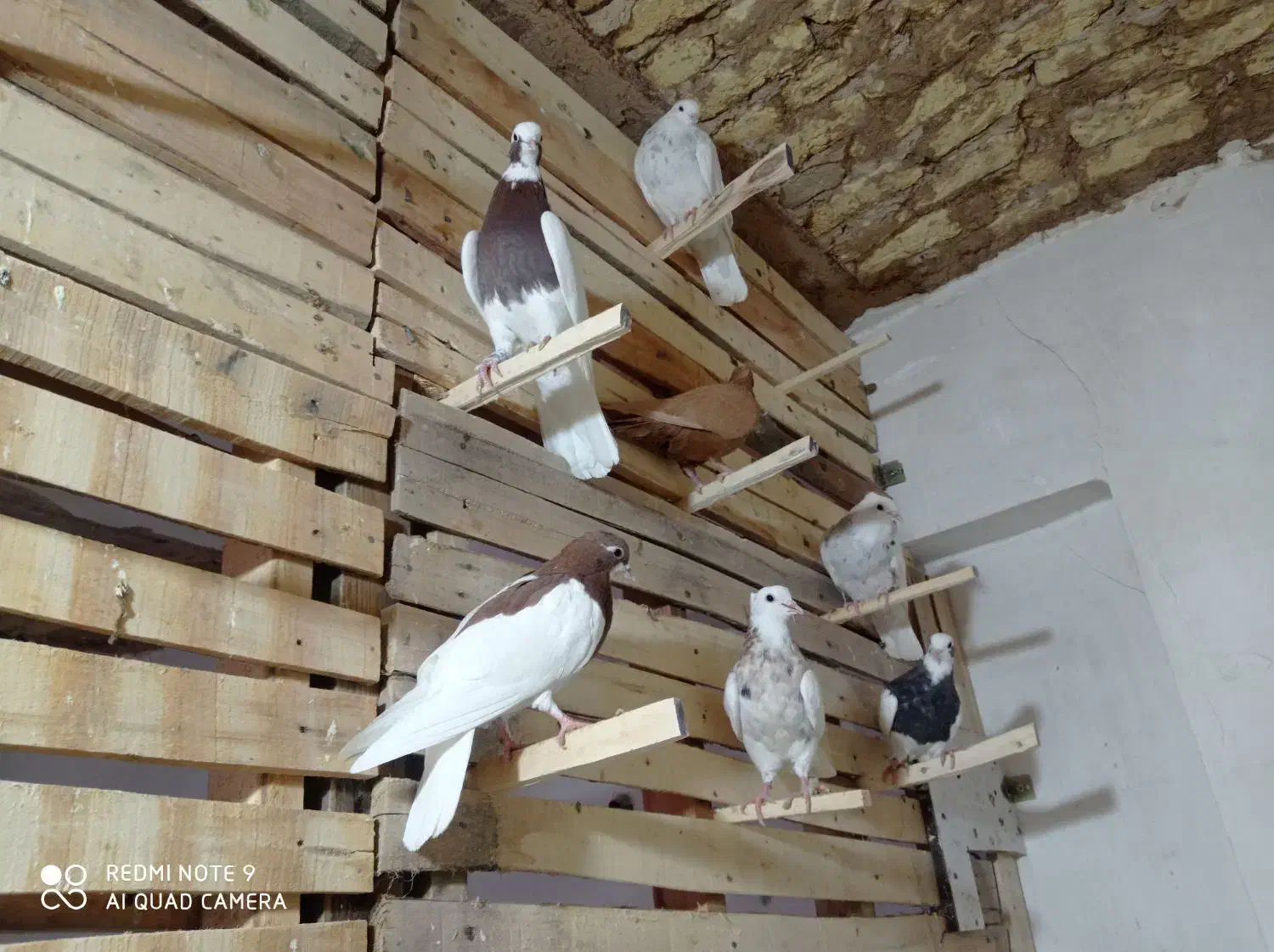 طوق سرخ سه بر دار|پرنده|مرودشت, سهل‌آباد|دیوار