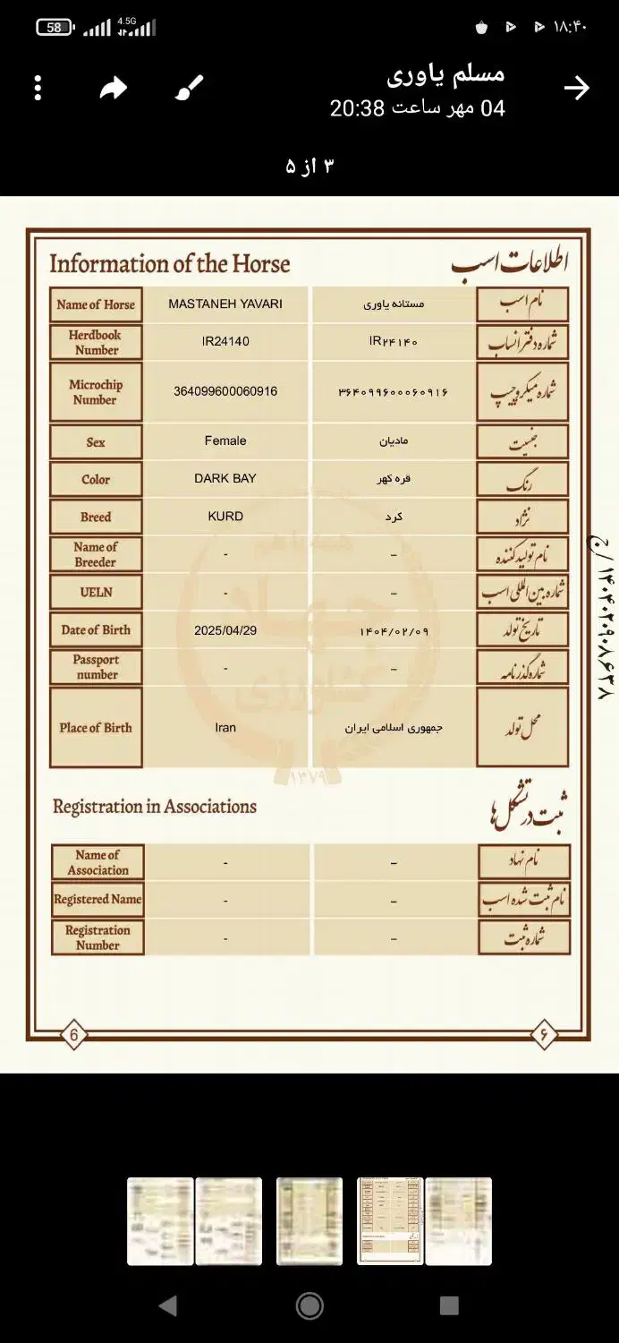 اسب مادیان شیش ماهه|اسب و تجهیزات اسب‌سواری|خمینی‌شهر, |دیوار