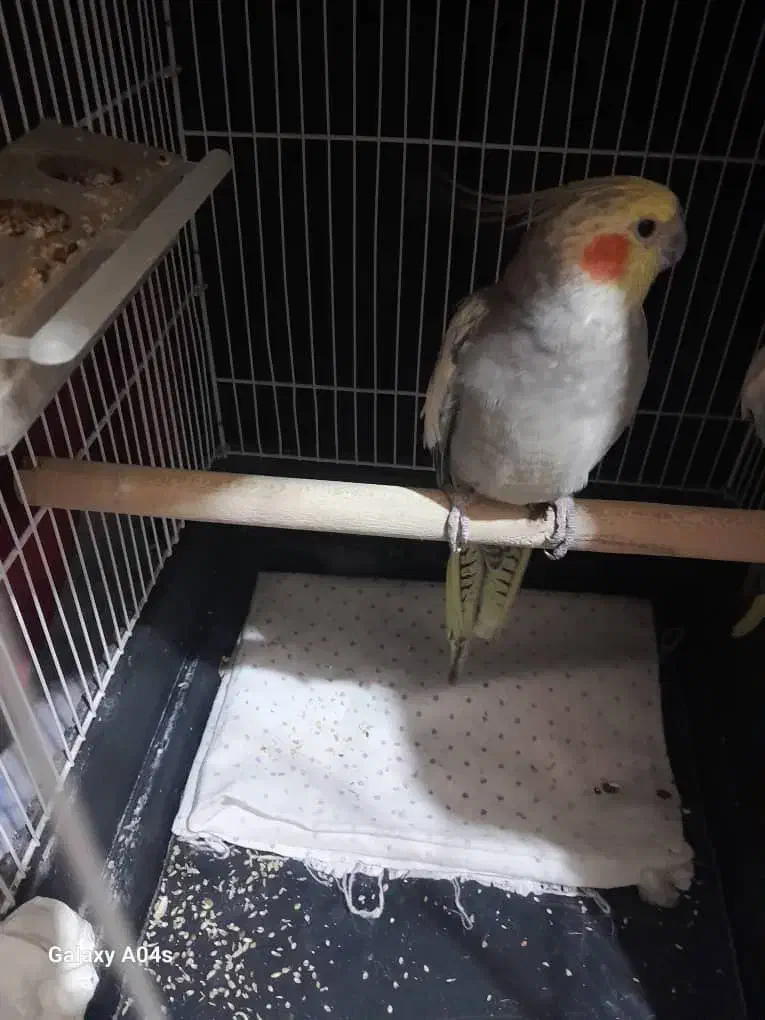 عروس هندی ماده مرواریدی|پرنده|کازرون, |دیوار