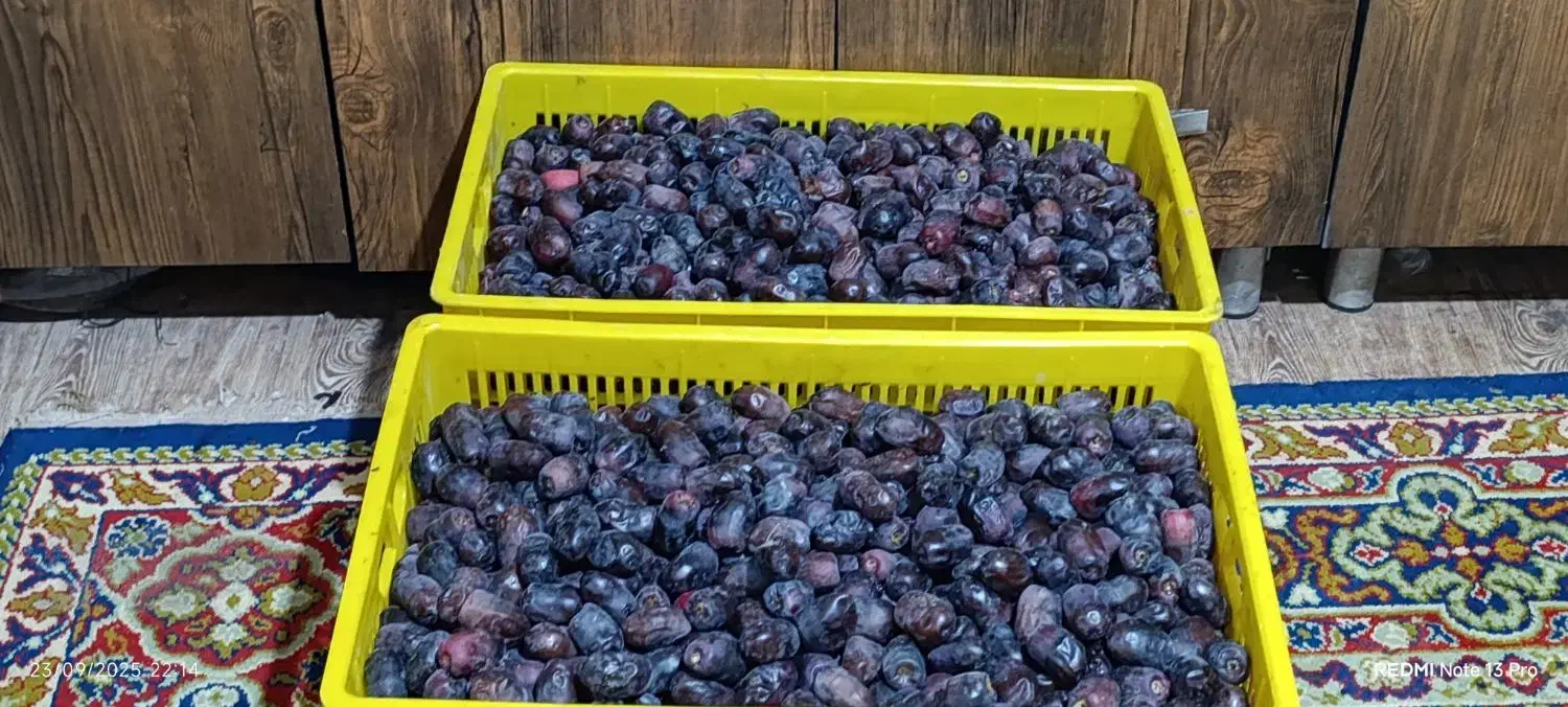 خرمایی درجه یک باغ دشت بم|خوردنی و آشامیدنی|بم, |دیوار