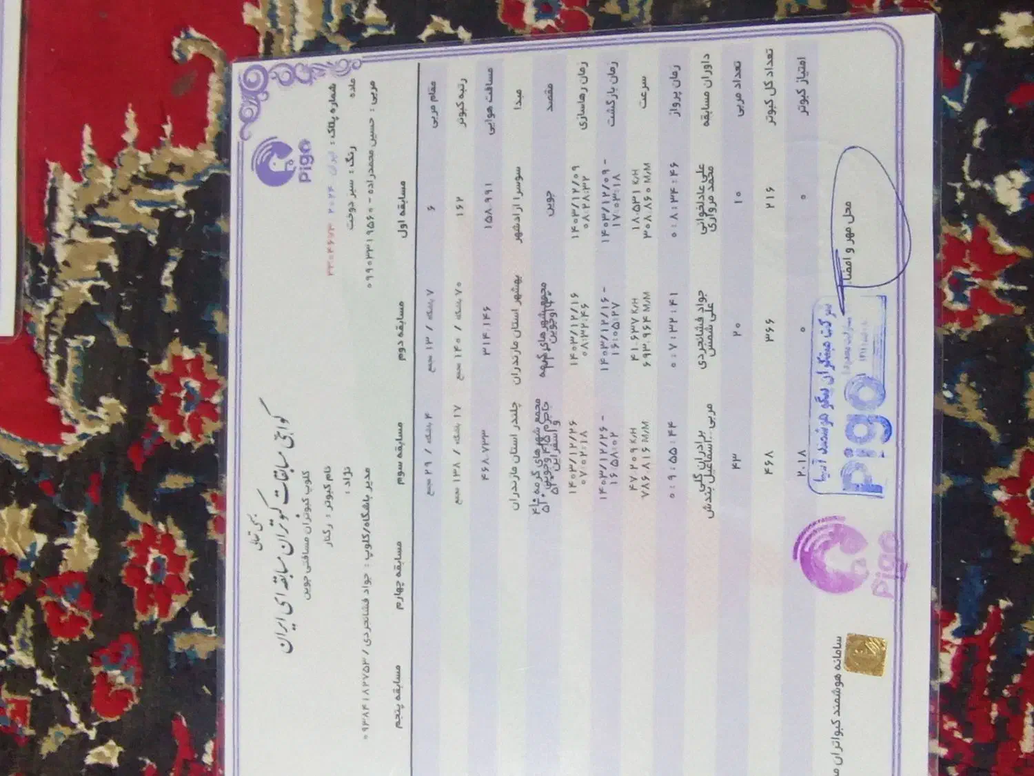 کبوتر مسافتی|پرنده|سبزوار, ابارش|دیوار