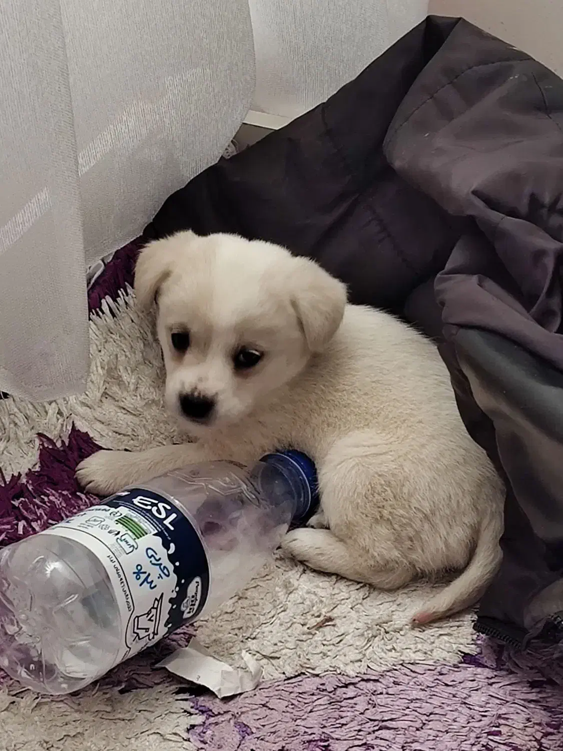 توله سگ نژاد اشپیتز|سگ|رباط‌کریم, مسکن مهر آبشناسان|دیوار