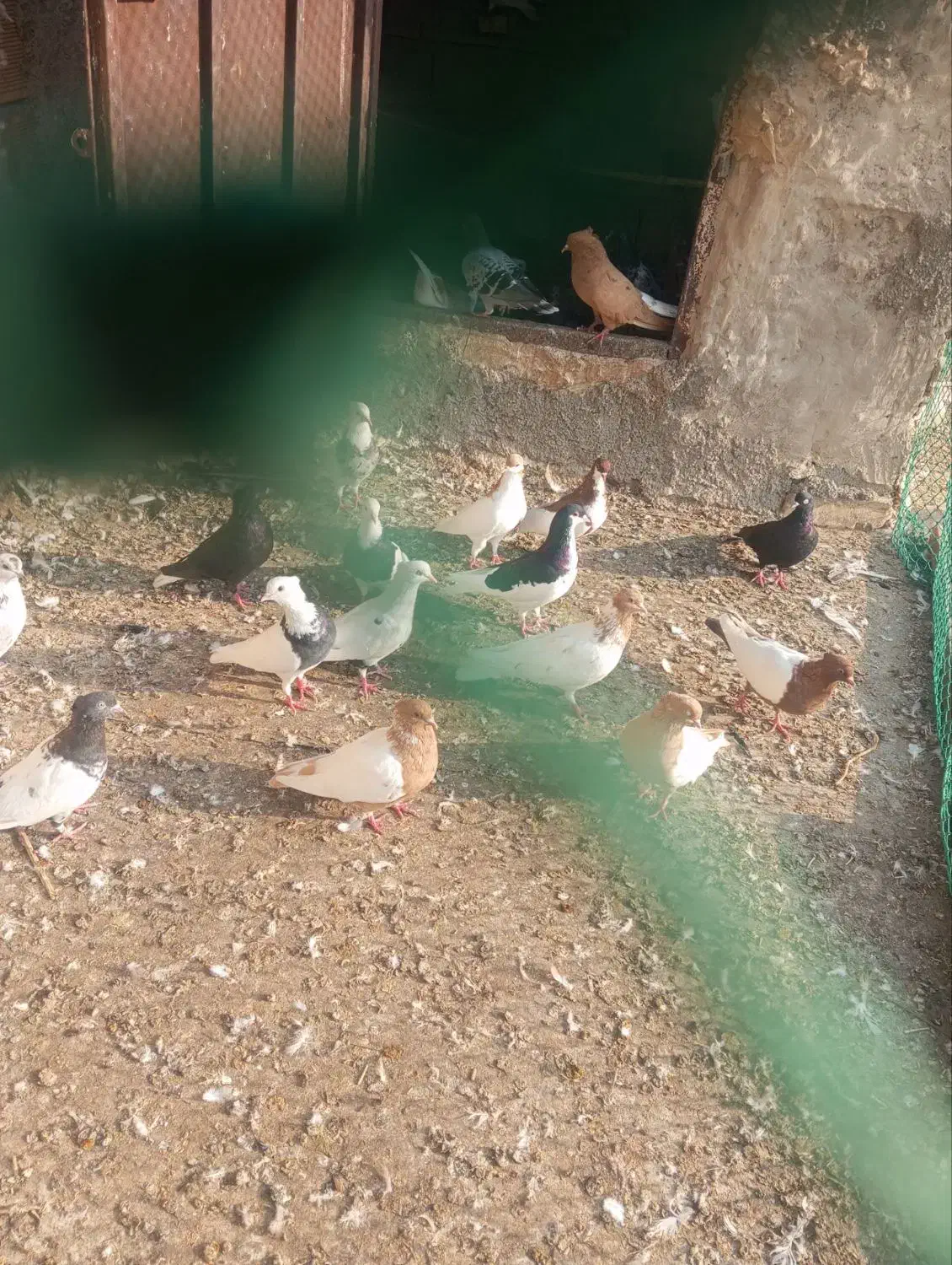 رنگی/هندیجان|پرنده|بندر ماهشهر, |دیوار