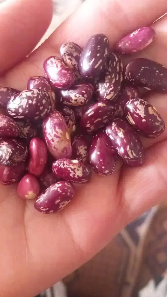 برنج و خرده برنج و حبوبات|خوردنی و آشامیدنی|شیراز, ماه فیروزان|دیوار