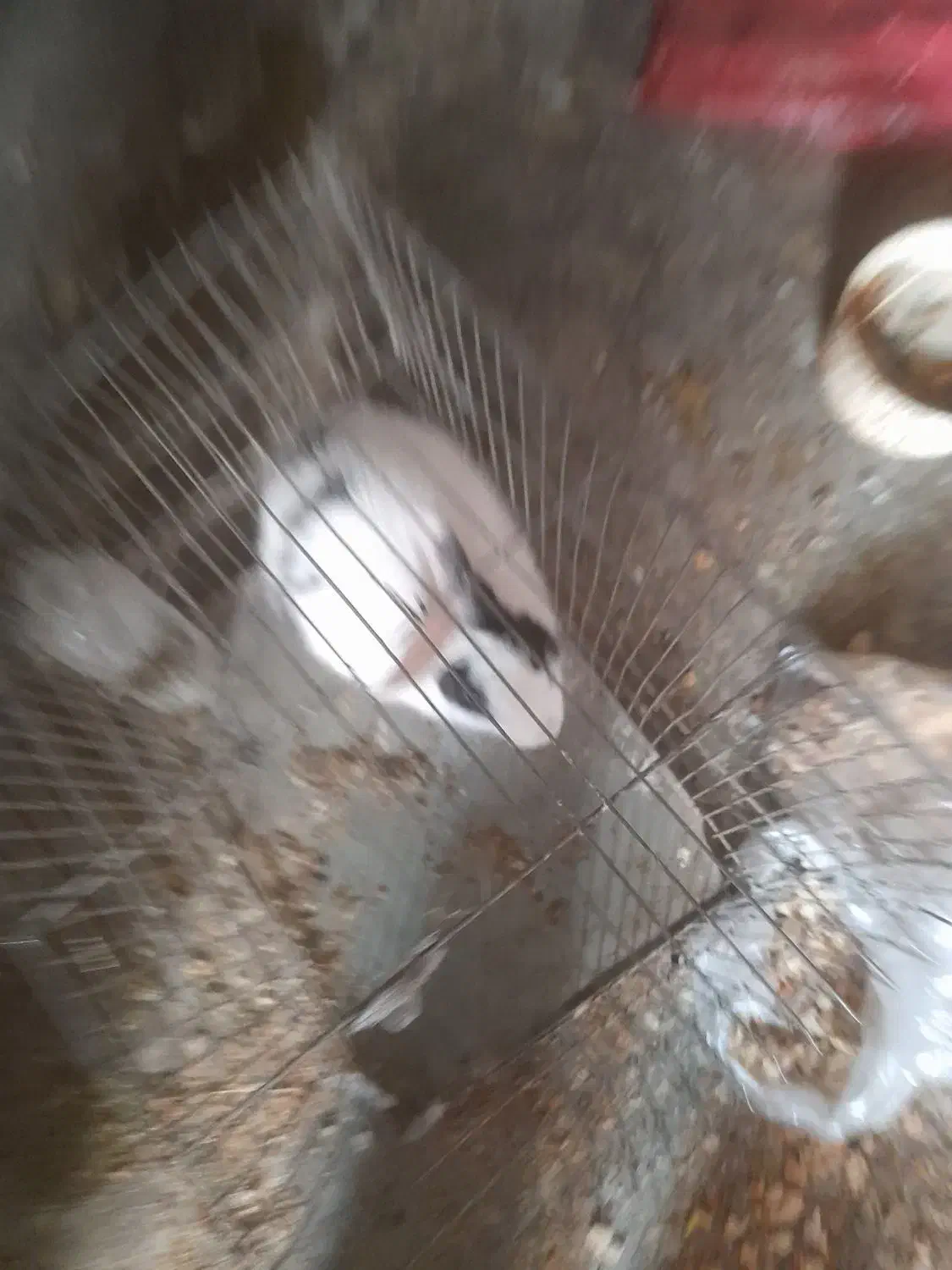 خرگوش|موش و خرگوش|فولادشهر, فولادشهر|دیوار