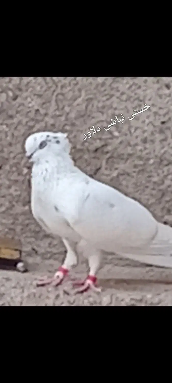 گمشده|حیوانات|بهار, |دیوار