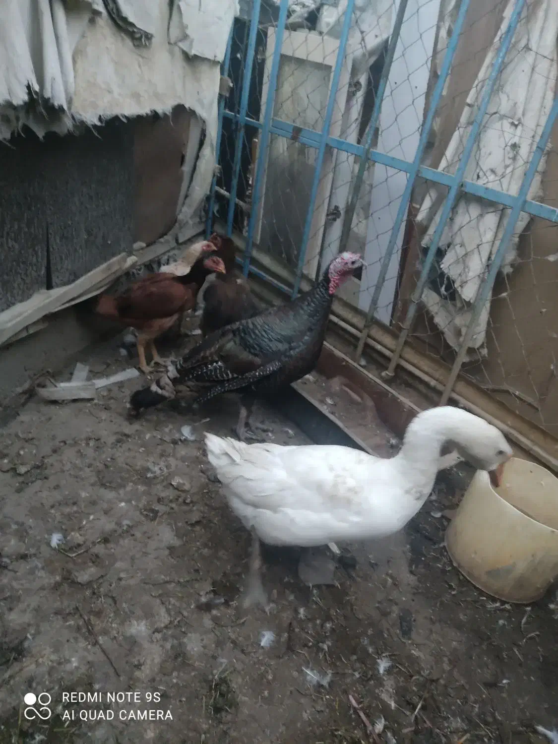 غاز .بوقلمون.مرغ|حیوانات مزرعه|چهاربرج, |دیوار