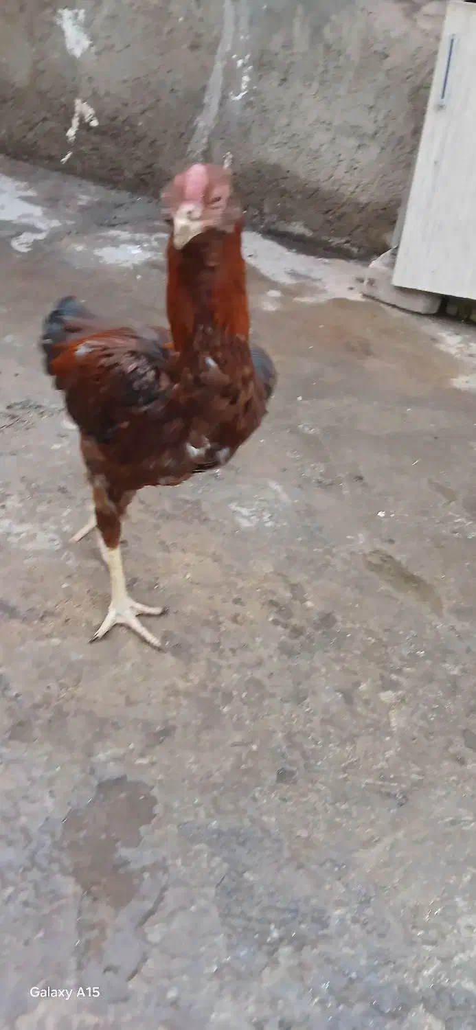 ۱۰ عدد مرغوخروس لاری اصیل|حیوانات مزرعه|میانه, |دیوار