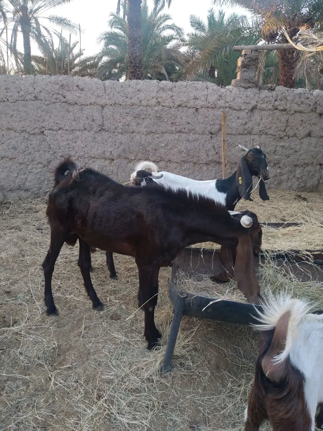 ۵عددگوسفند|حیوانات مزرعه|ماهان, |دیوار