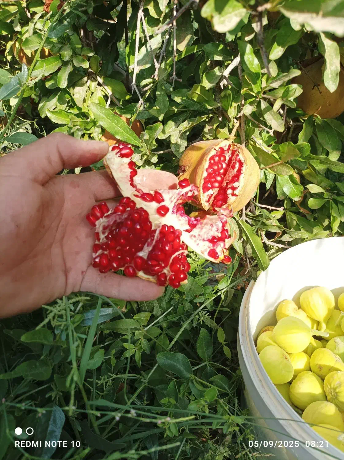 آب انار طبیعی ساوه|خوردنی و آشامیدنی|ساوه, |دیوار