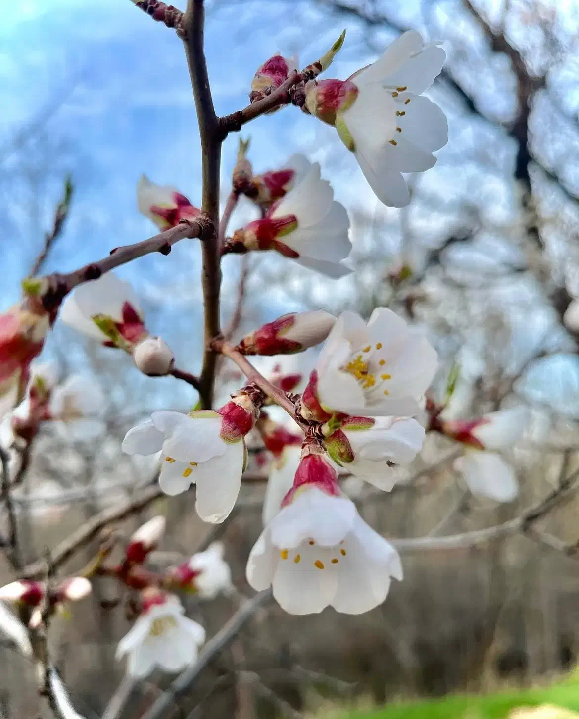 باغ|فروش دفتر صنعتی، کشاورزی، تجاری|باغ حلی, |دیوار