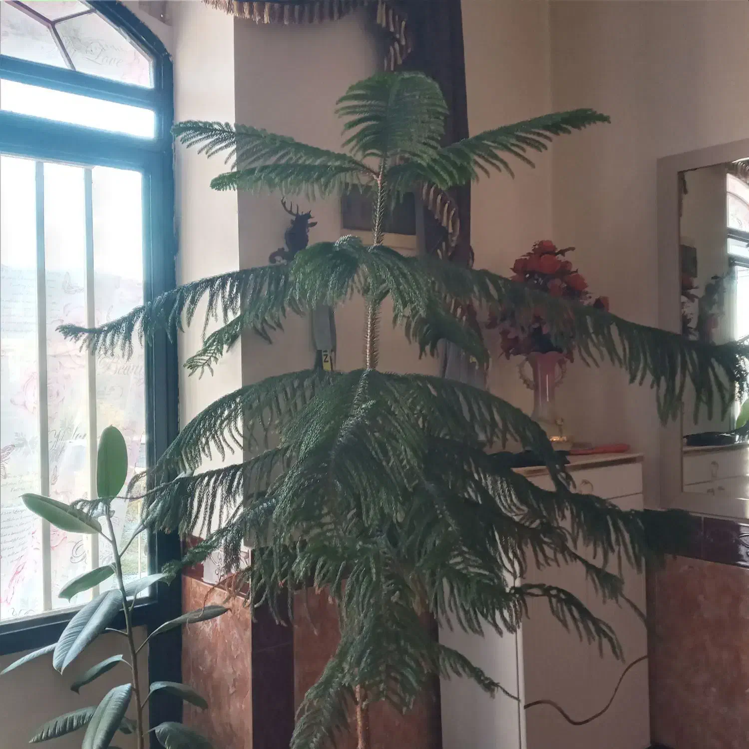 درختچه آپارتمانی|گل و گیاه طبیعی|شاهین دژ, |دیوار