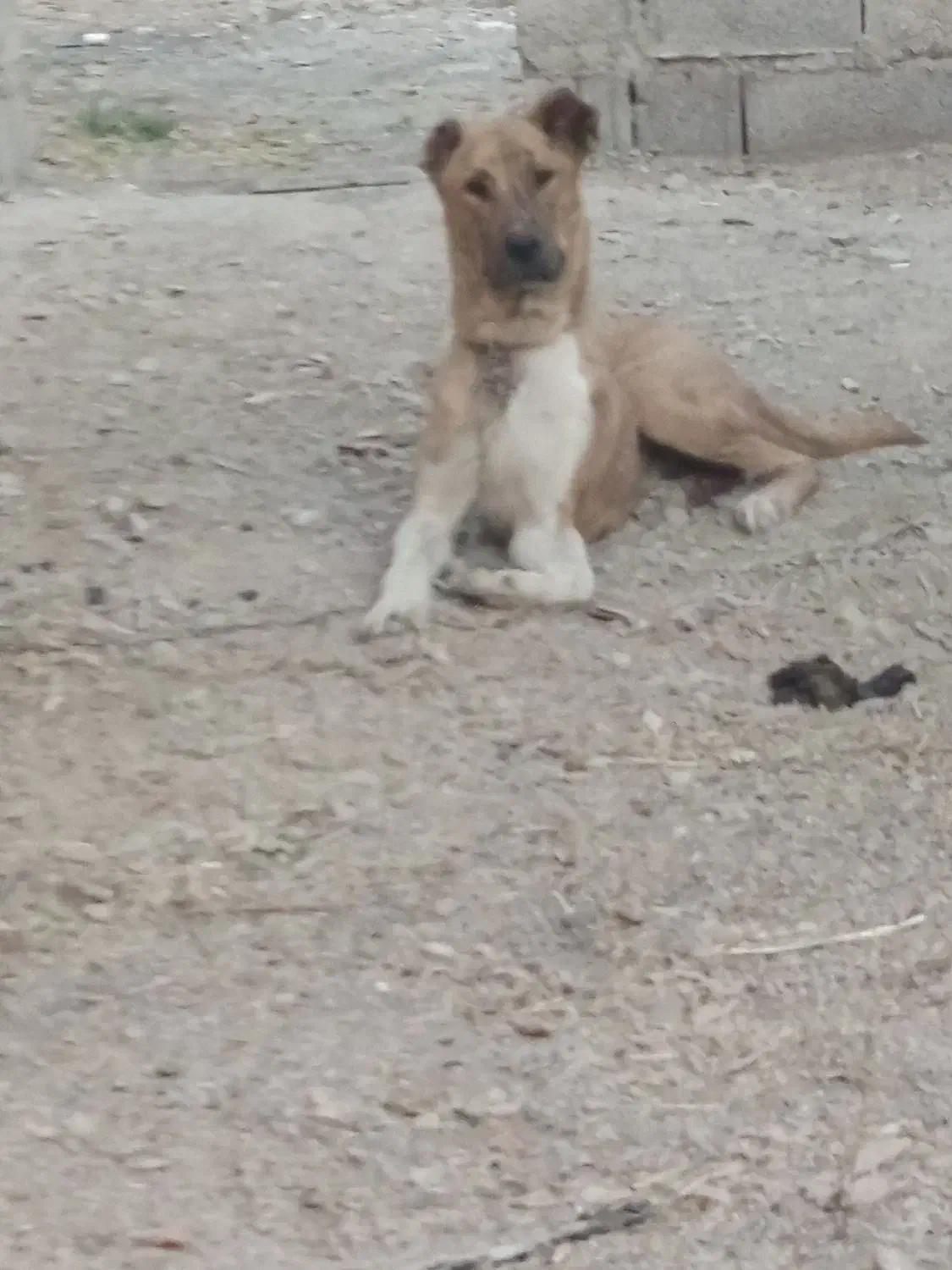 سگ افغان|سگ|زرند, |دیوار