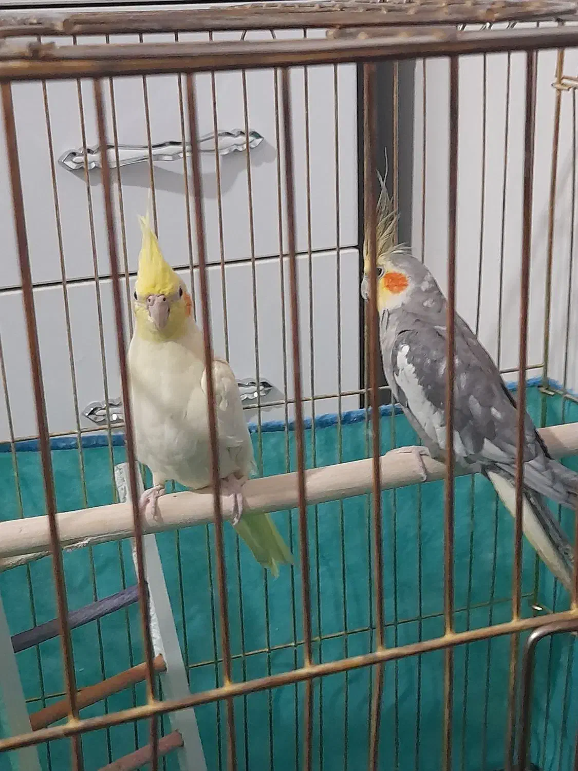 یه جفت عروس هلندی|پرنده|صحنه, |دیوار