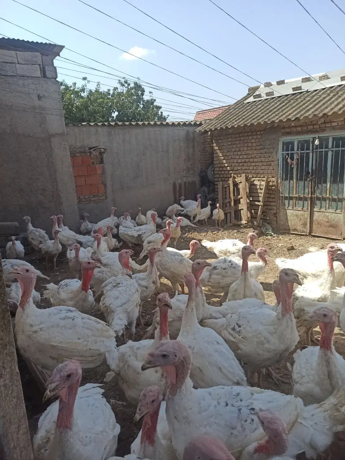 بوقلمون بیوتی گوشتی ارگانیک|حیوانات مزرعه|آق قلا, |دیوار