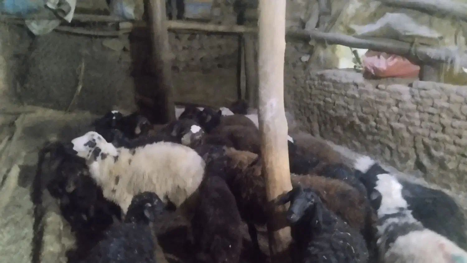 فروش تعدادی بره نروماده|حیوانات مزرعه|کرفتو, |دیوار