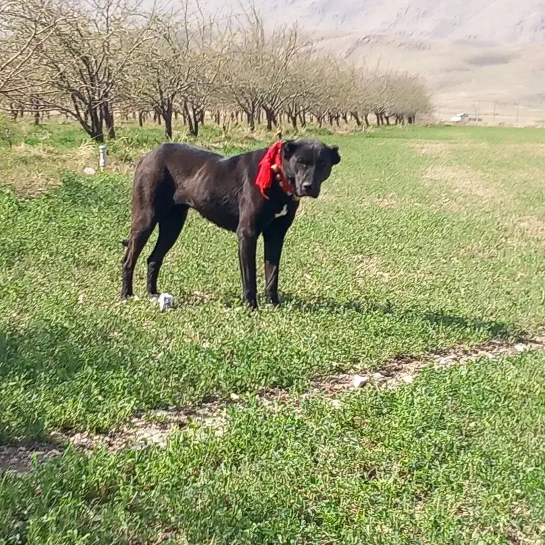 سگ لاس سرابی گله|سگ|اصفهان, باغ زرشک|دیوار