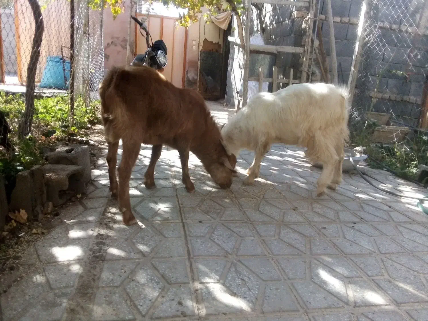 خروس سیاه قیمت ۳۵۰ بزغاله نر چاق کیلو ۶۰۰تومان|حیوانات مزرعه|خمین, |دیوار