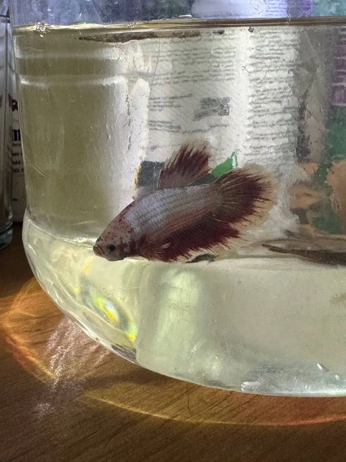 فایتر پلاکت نر رد باترفلای|ماهی|ارومیه, |دیوار