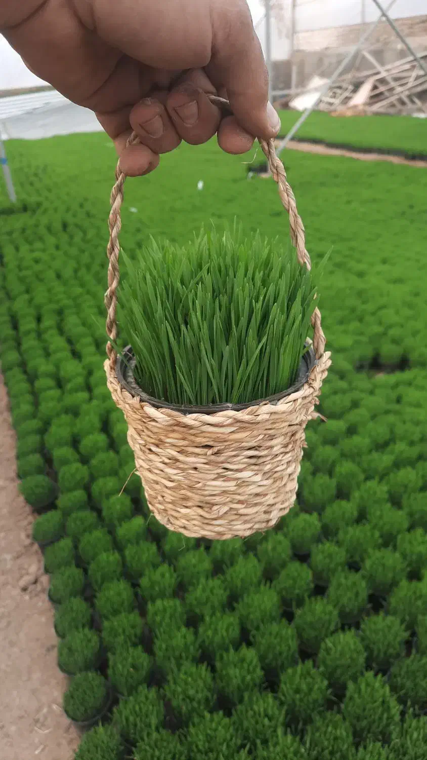 فروش گلدان حصیری|صنایع دستی و سایر لوازم تزئینی|رشت, پل تالشان|دیوار