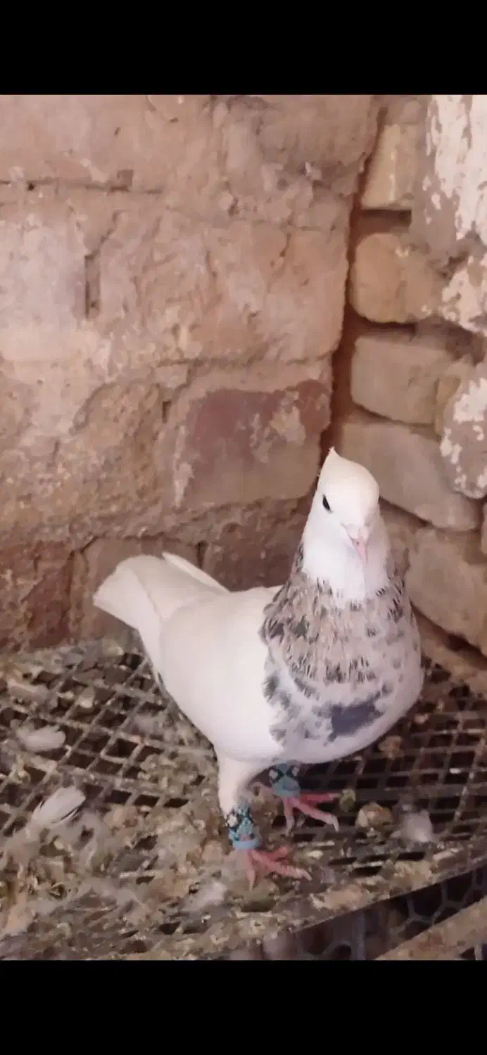 طوقی اشرافی ذات درست خوشگل خوشتیپ خوش قواره 00|پرنده|تربت جام, میان جام|دیوار