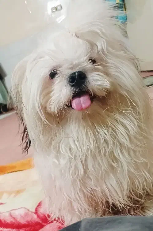 سگ شیتزو خالص|سگ|بوشهر, |دیوار