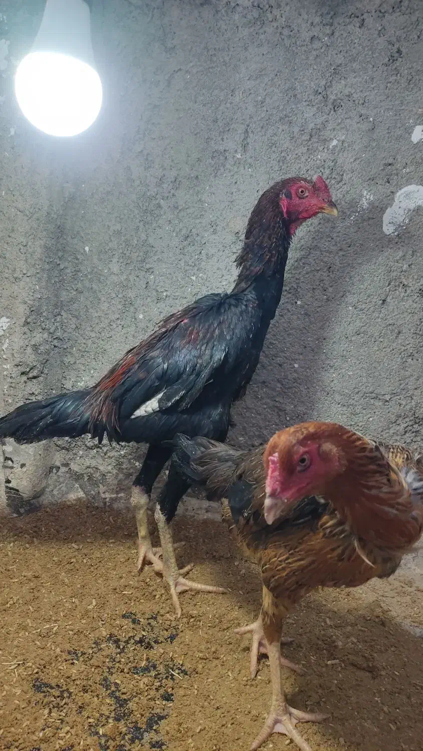 شامو اصل|حیوانات مزرعه|باغستان, |دیوار